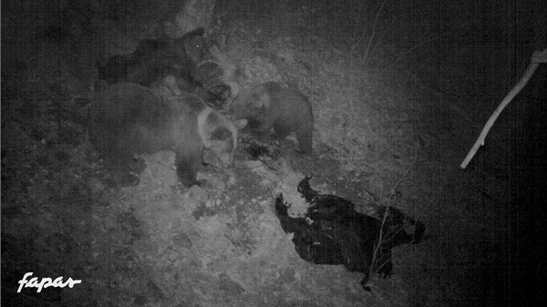07/03/2014. Las crías han sobrevivido al invierno, y toda la familia se alimenta de una carroña