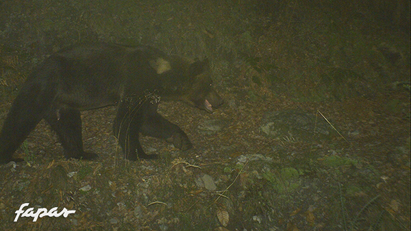 22/09/2013. La cámara confirma que nuestro oso está de vuelta por los montes de Proaza. 
