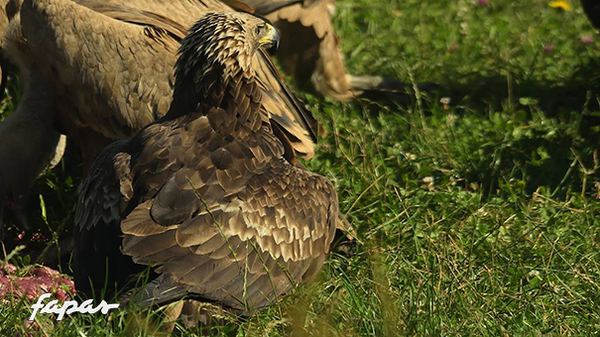 Depredadores y carroñeras. ¿dónde está el límite? A veces las águilas reales también bajan al comedero.