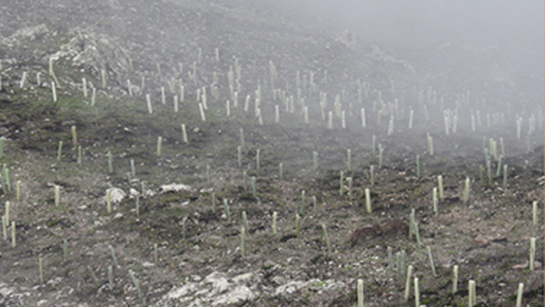 Enero 2017. El resultado es la recuperación de manchas de vegetación sobre las laderas destruidas por el fuego
