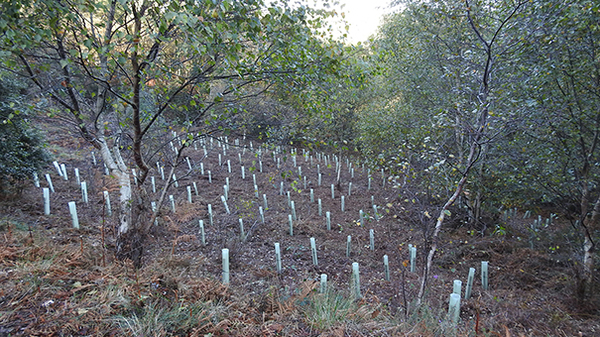 Febrero-2017. Miles de pequeños árboles que devolverán su estructura forestal a la zona 