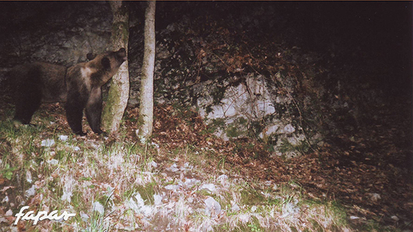 04/10/2006. En la primavera siguiente a su aventura en el cercado de Paca y Tola, aparece con 2 nuevas crías.