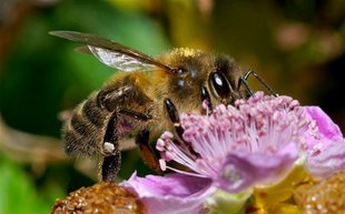 Nos preocupa el avispón asiático, ¿cómo afecta a las abejas silvestres?