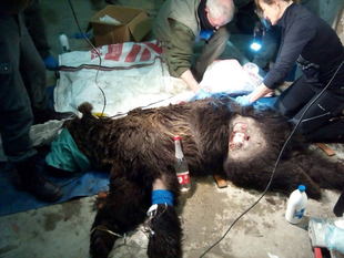 ¿qué ha pasado con los osos heridos?.