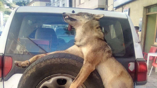 El Gobierno de Asturias publica las fotos de los lobos muertos